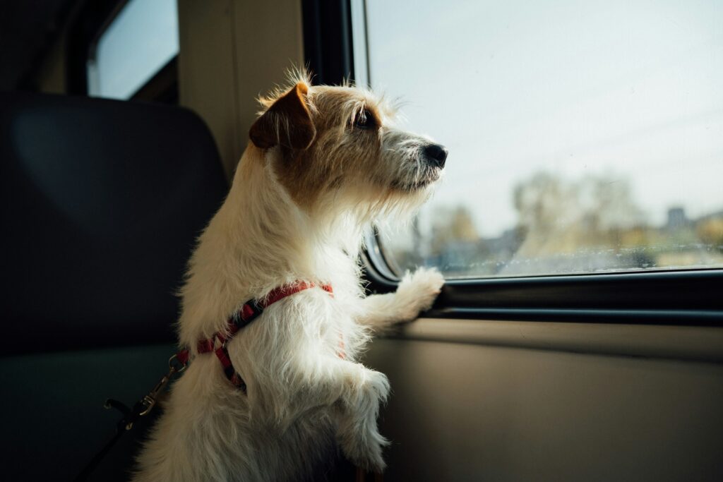 Travel With Pets - Car - Photo By Egor Gordeev - Unsplash