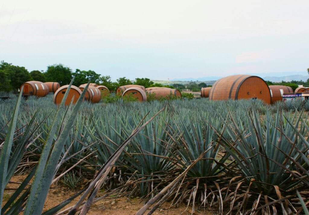 danica-hennig-tConYoO-ouU-unsplash-1024x713 Things to Do in Guadalajara Between World Cup 2026 Games: Tequila Country, Colonial Towns and the Mexico Most Fans Won't Expect