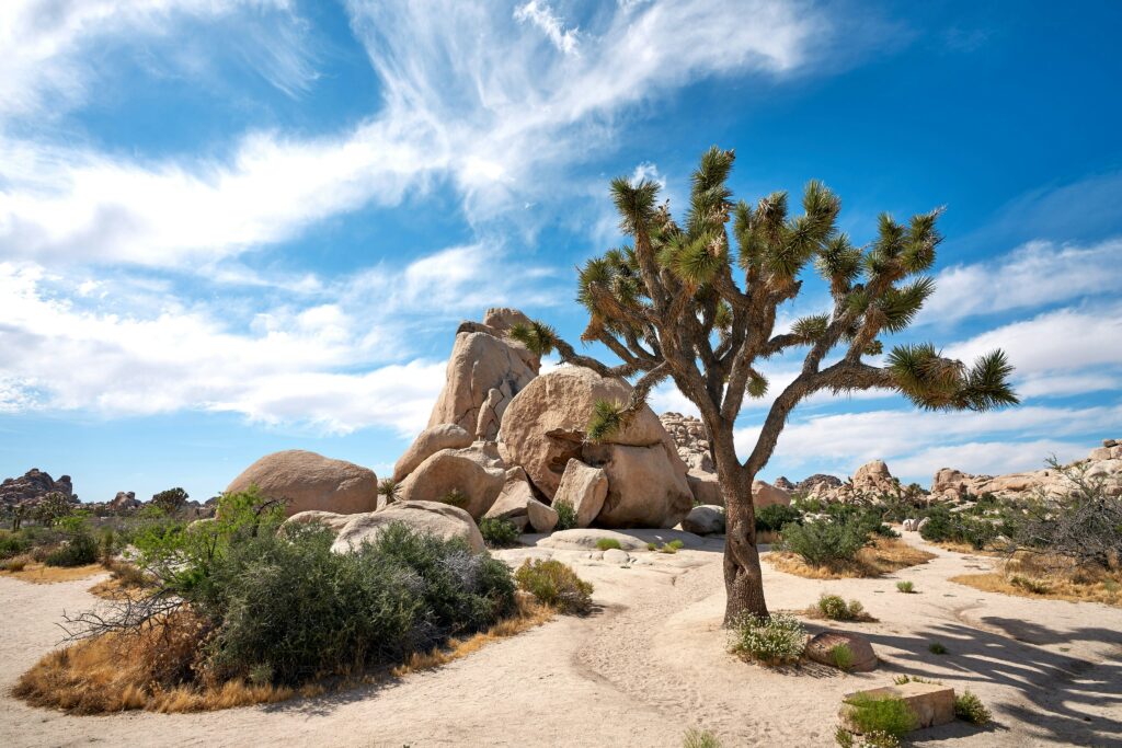 tim-cheung-moJusMs3-ug-unsplash-1024x683 Los Angeles Between World Cup 2026 Games: Neighborhoods, Day Trips and the City Beyond SoFi Stadium